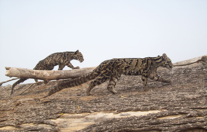 Rescued clouded leopards undergo rehabilitation in India. Rescued in March 2009 by the Assam Forest Department, the cubs were hand raised at the International Fund for Animal Welfare (IFAW). These pictures were taken on February 2010 and show the leopards cubs during their acclimatization stage, just weeks away from being collared and set free.